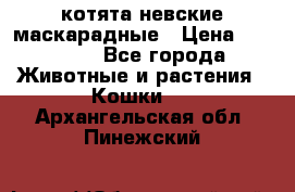 котята невские маскарадные › Цена ­ 18 000 - Все города Животные и растения » Кошки   . Архангельская обл.,Пинежский 